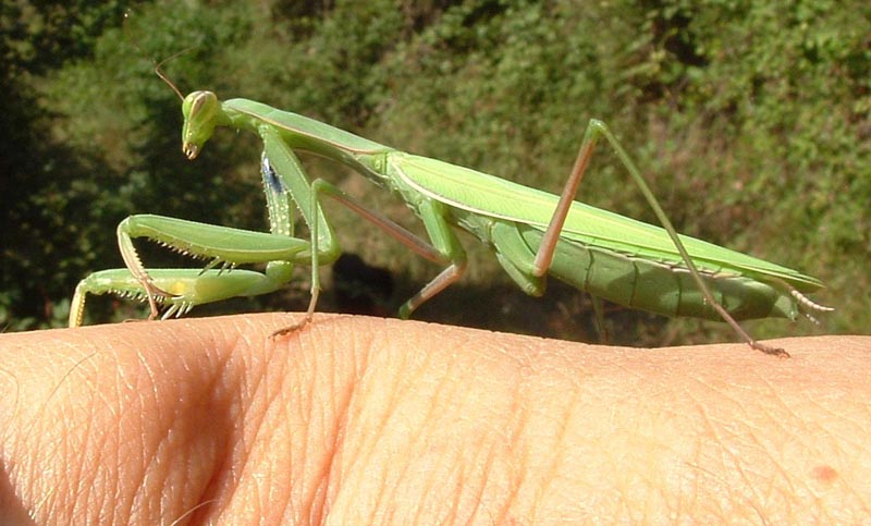 Mantis religiosa