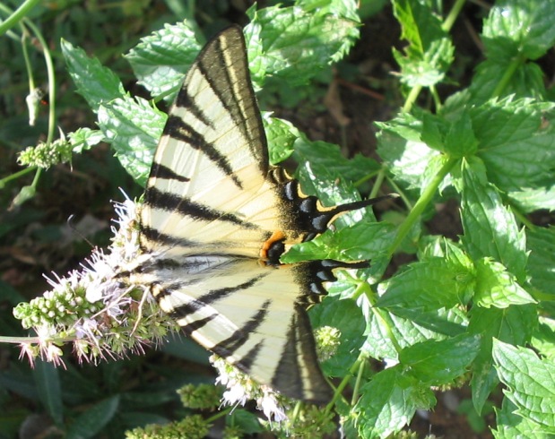 Papilio machaon e Iphiclides podalirius