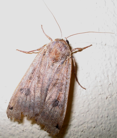 Noctua pronuba