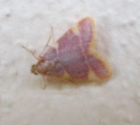 Hypsopygia costalis