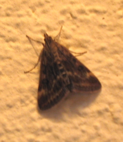 Pyrausta sp.