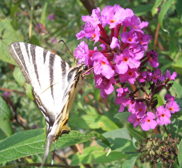 Iphiclides podalirius