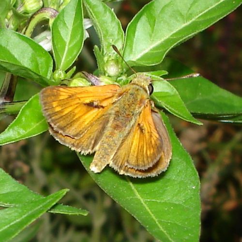 Ochlodes sylvanus