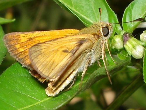 Ochlodes sylvanus