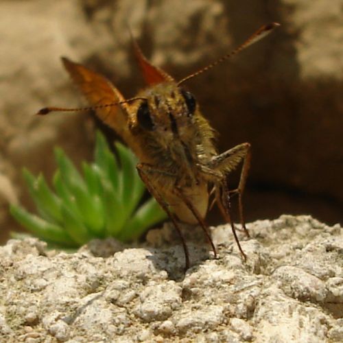 Ochlodes sylvanus