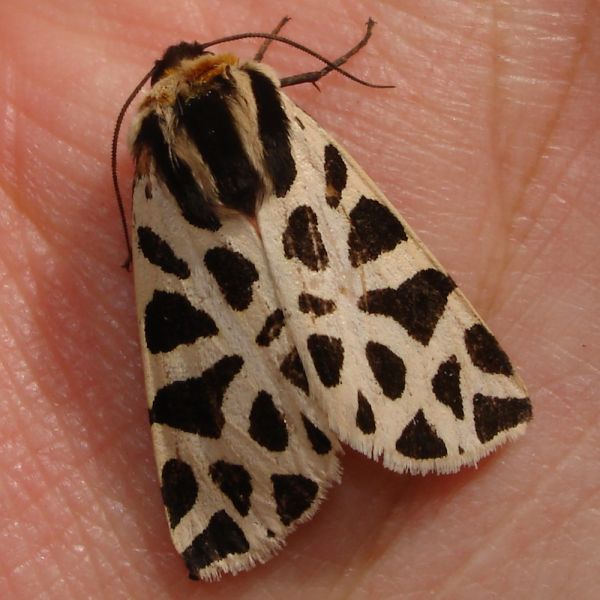 Cymbalophora pudica