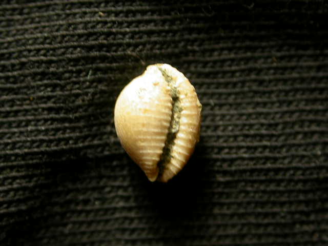 Ovulidae fossili