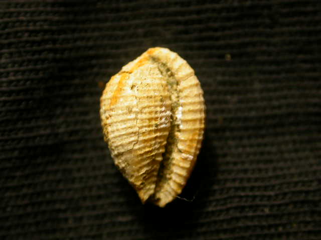 Ovulidae fossili