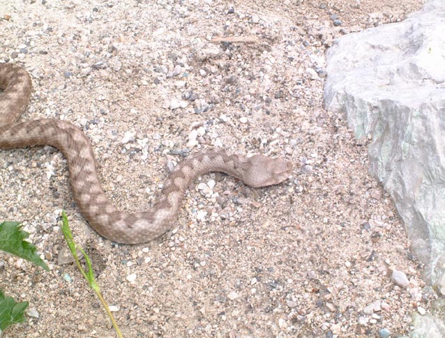 Vipera dal corno Vipera ammodytes ssp. ruffoi