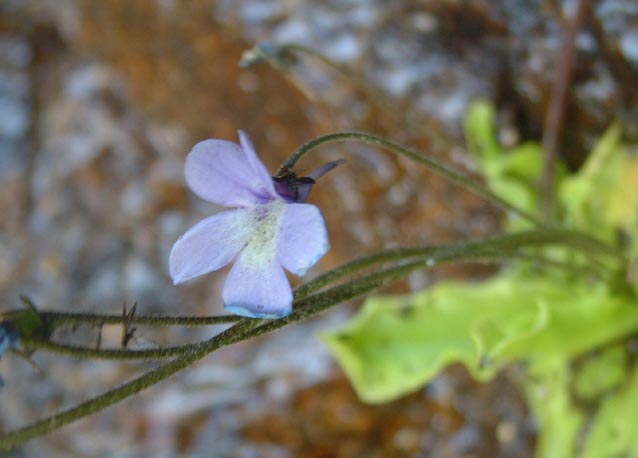 Pinguicula corsica / Erba unta della Corsica