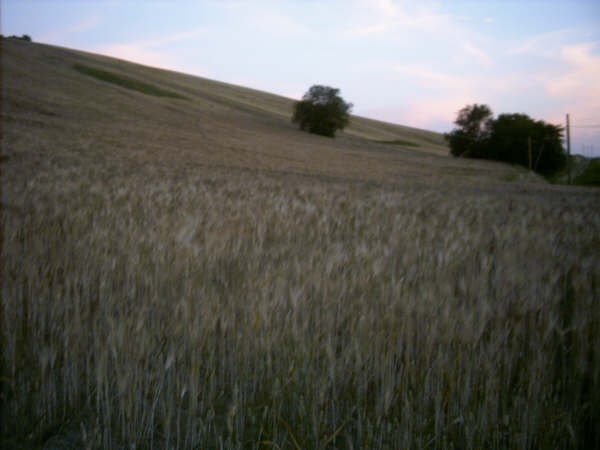 Oggi vado a fare le foto sul terreno...