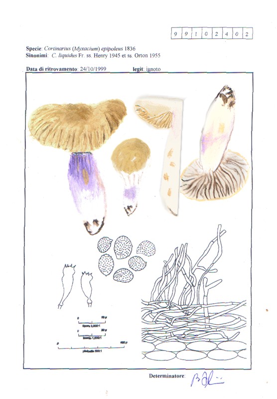 Cortinarius epipoleus