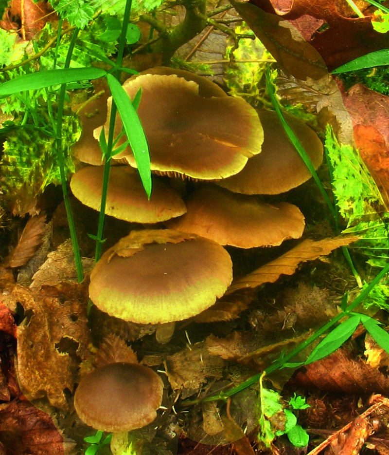 Clitocybe costata