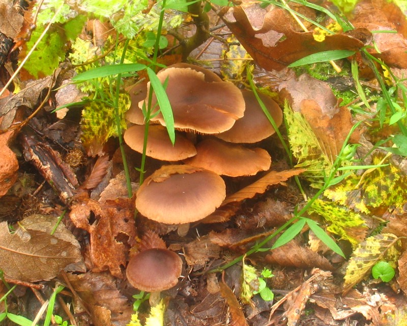 Clitocybe costata