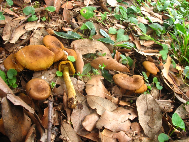 Cortinarius (Dermocybe) olivaceofuscus