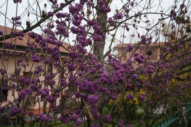 Callicarpa sp. (Verbenaceae)