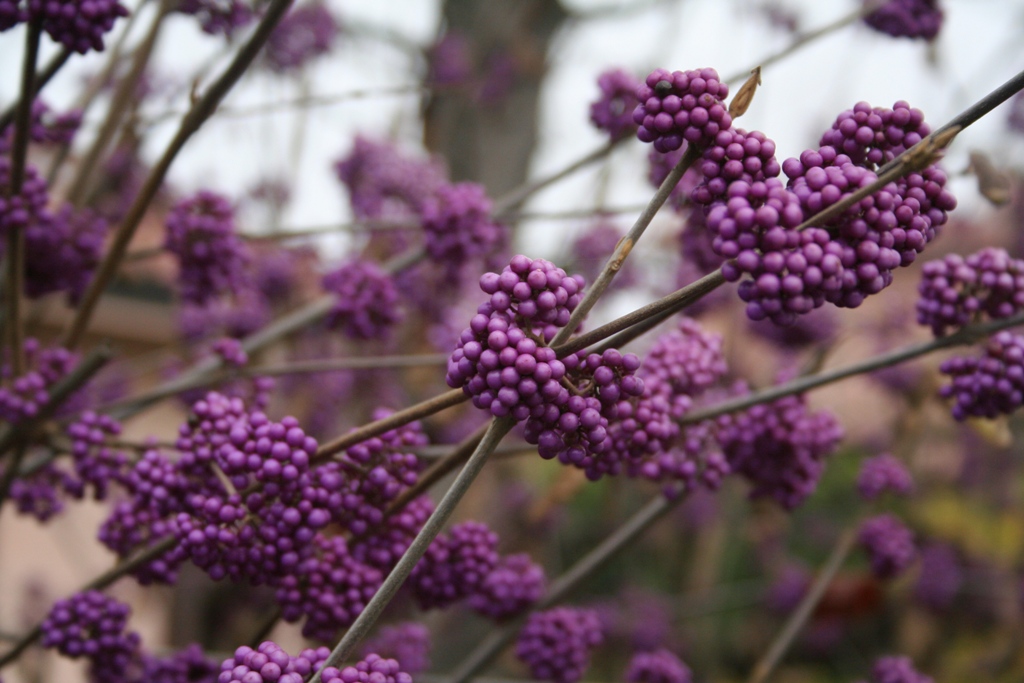 Callicarpa sp. (Verbenaceae)