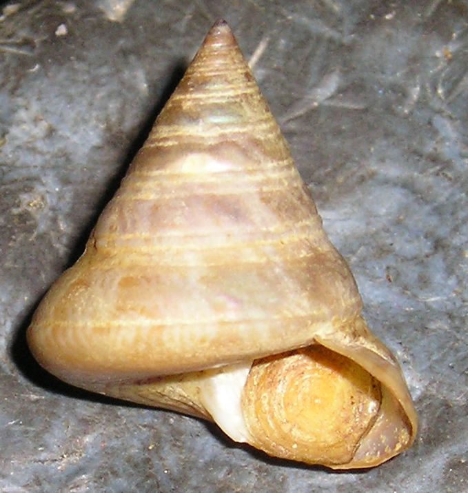 Iconografia calliostoma laugieri