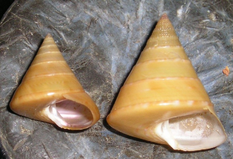 Iconografia calliostoma laugieri