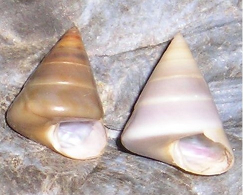 Iconografia calliostoma laugieri