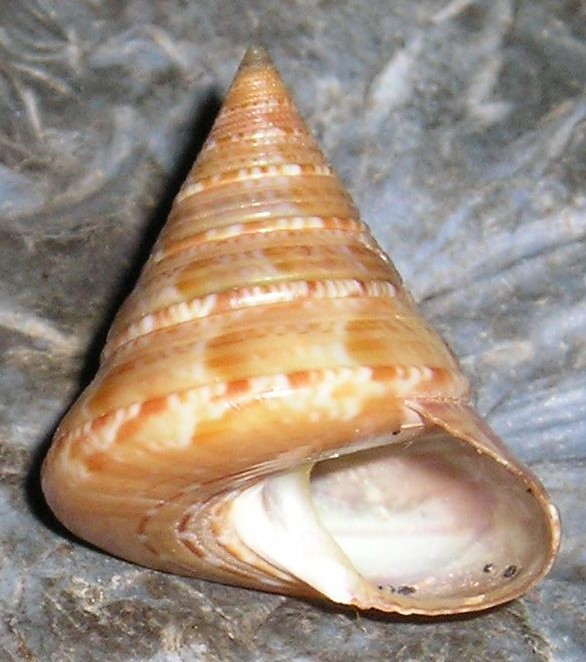 Iconografia calliostoma laugieri