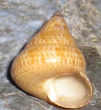 Iconografia calliostoma laugieri