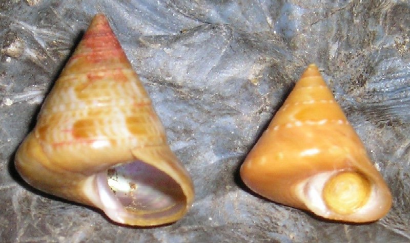 Iconografia calliostoma laugieri