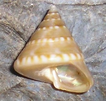 Iconografia calliostoma laugieri