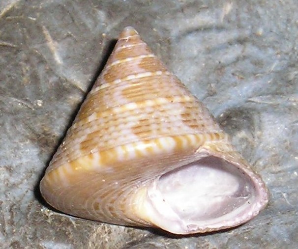 Iconografia calliostoma laugieri