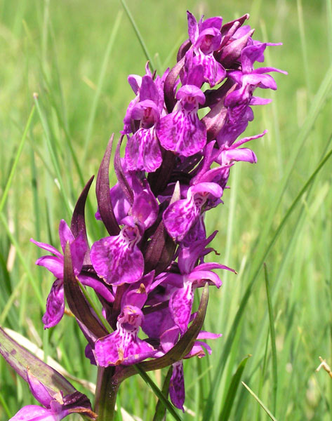 Dactylorhiza majalis / Orchide a foglie larghe