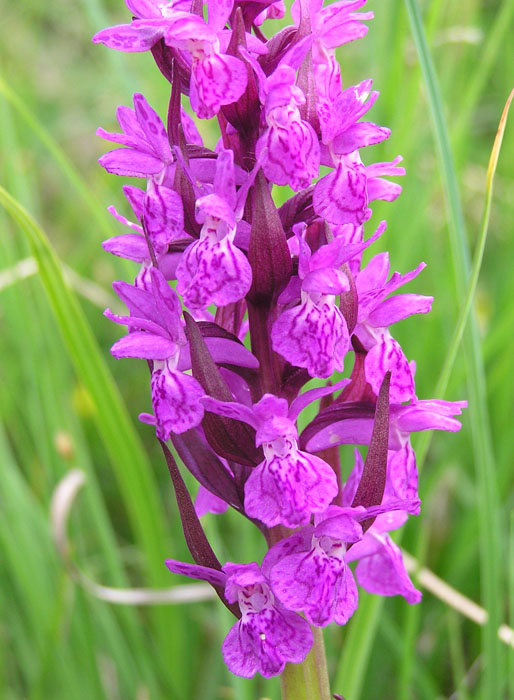 Dactylorhiza majalis / Orchide a foglie larghe