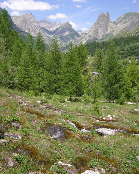 Dactylorhiza majalis / Orchide a foglie larghe