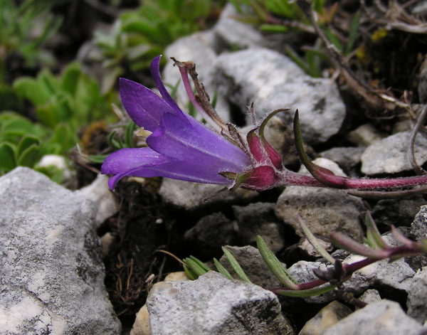 Edraianthus graminifolius / Campanula graminifolia