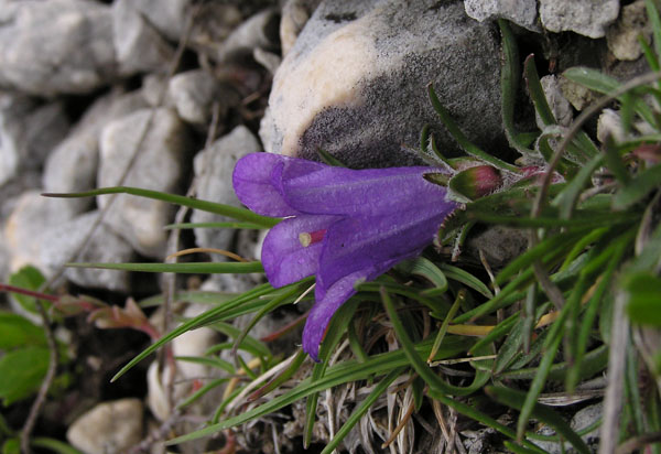 Edraianthus graminifolius / Campanula graminifolia