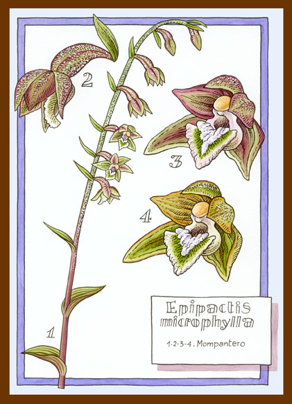 Epipactis microphylla