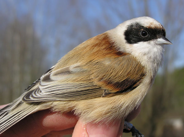 Saltimpalo-Saxicola rubicola