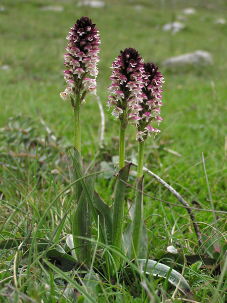 orchis ustulata L.