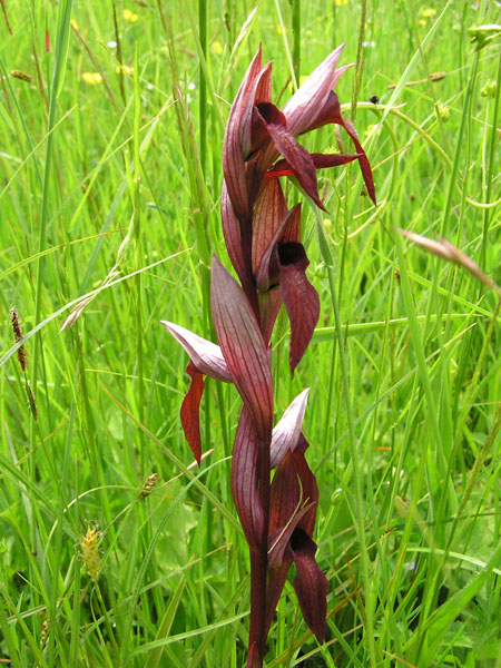 Serapias vomeracea subsp. vomeracea