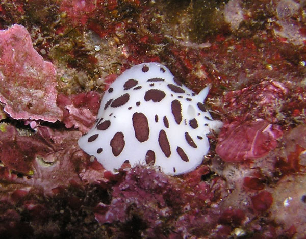 Petrosia ficiformis (Poiret, 1794)