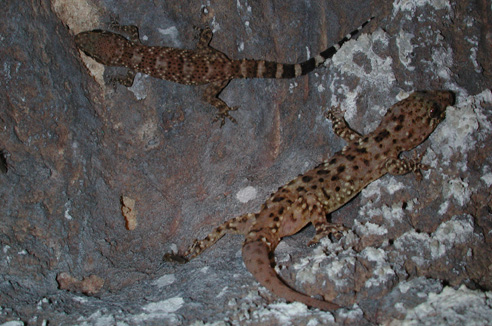 Hemidactylus turcicus