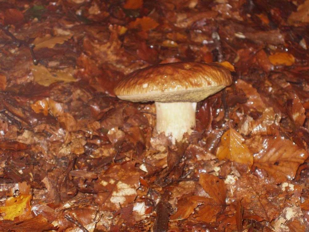 Boletus edulis