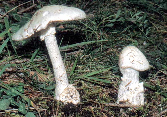 Amanita virosa.......in cerca di....