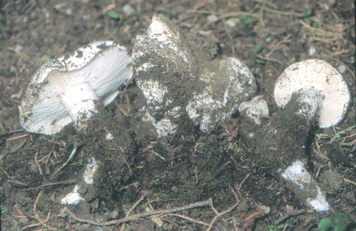 Calocybe constricta