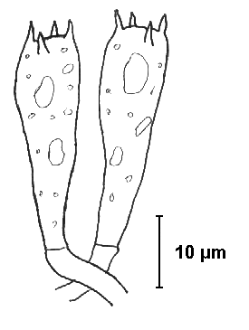 Calocybe constricta