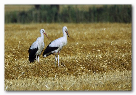 Cicogna bianca - Ciconia ciconia