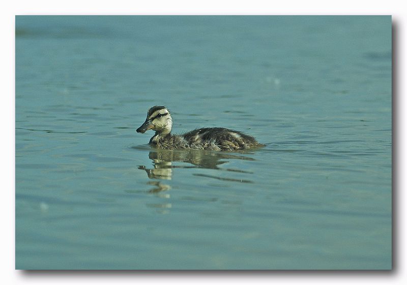 Germano reale - Anas platyrhynchos