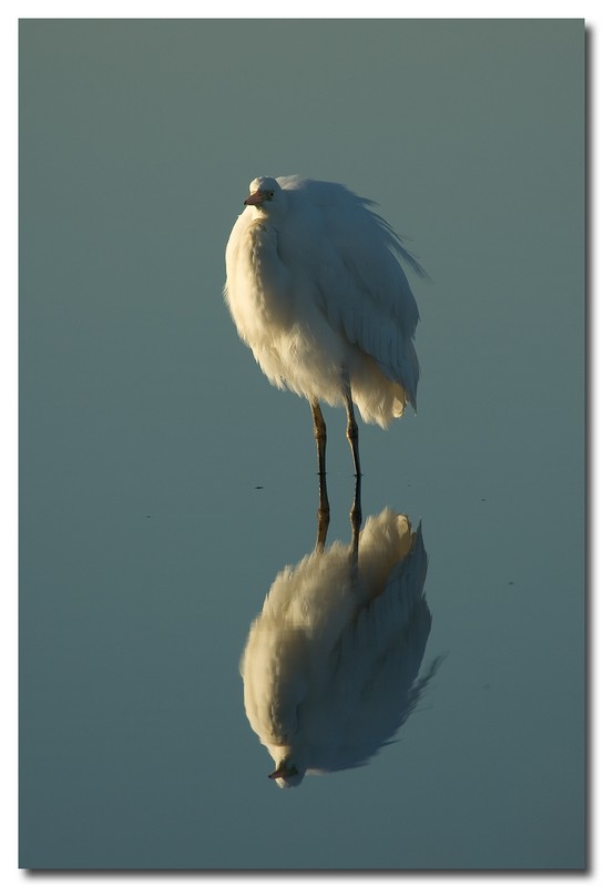 Airone bianco maggiore - Casmerodius albus