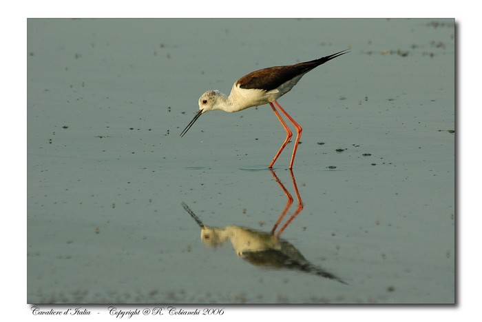 Cavaliere d'' Italia - Himantopus himantopus