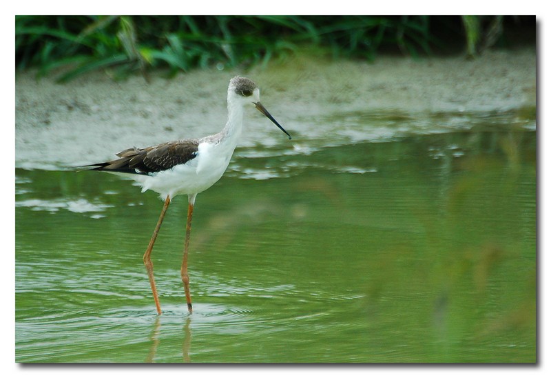 Cavaliere d'' Italia - Himantopus himantopus