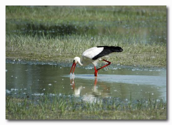 Cicogna bianca - Ciconia ciconia. Vita da ......